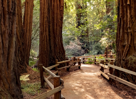 Muir-Woods-Path