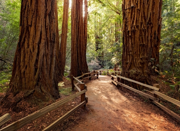 Pacific Northwest - Muir Woods