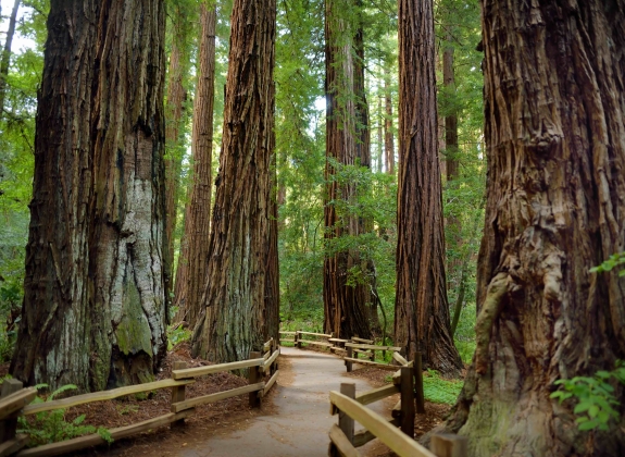 Muir-Woods_San-Francisco_USA