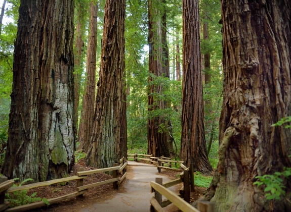 Muir-Woods_San-Francisco_USA
