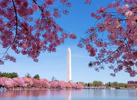 Cherry Blossoms in Washington DC