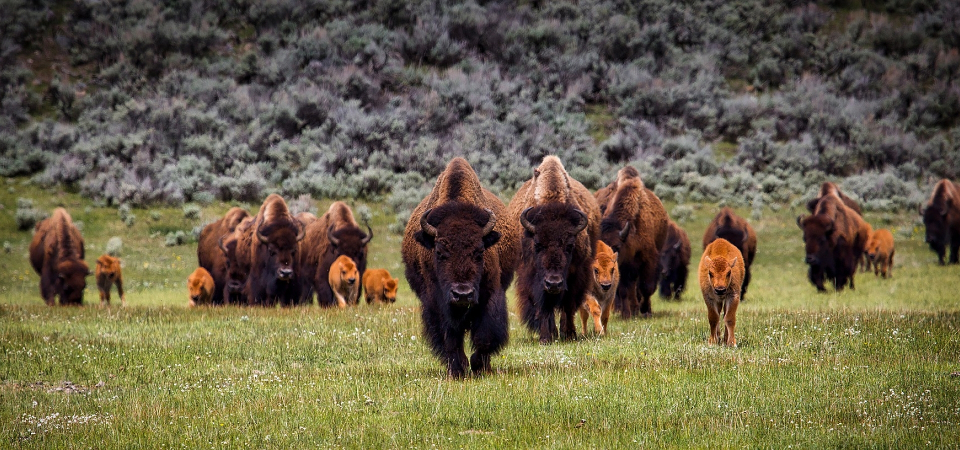 Bison-in-Yellowstone_1280x550 Bison-in-Yellowstone_1280x550