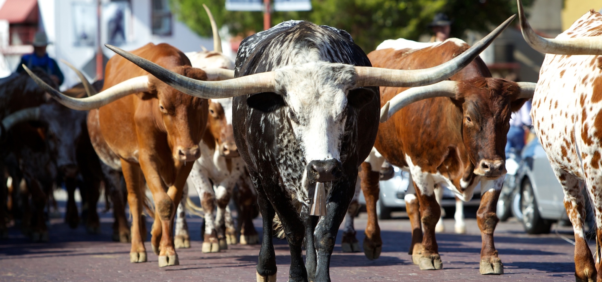 Dallas_Longhorns