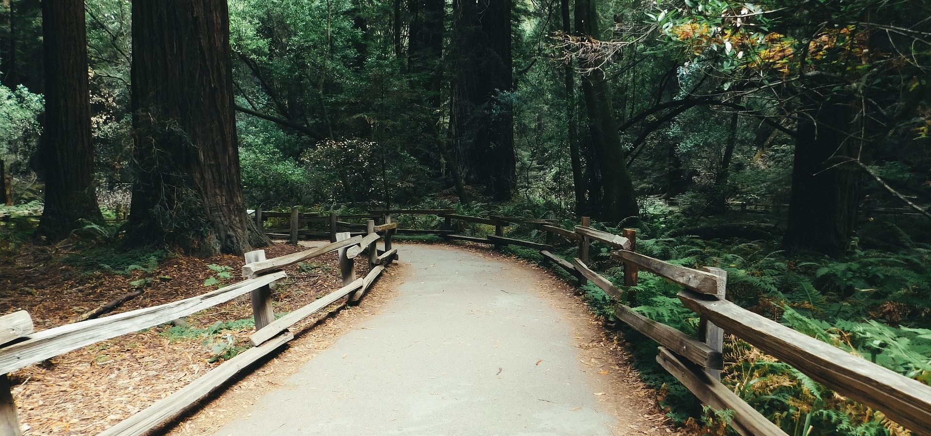 Muir Woods