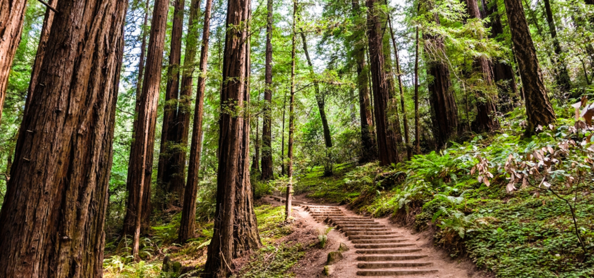Muir-Woods_San-Francisco_USA