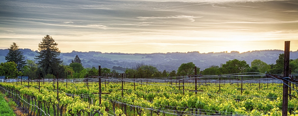 Vineyard Sunset
