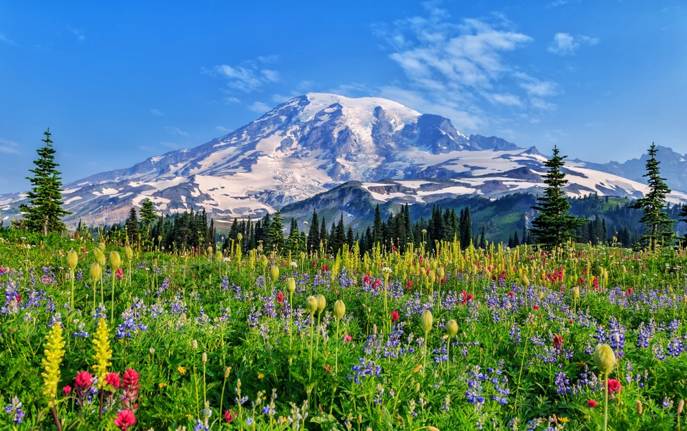 Experience Washington's stunning Mount Rainier National Park on a train trip to Seattle with Amtrak Vacations